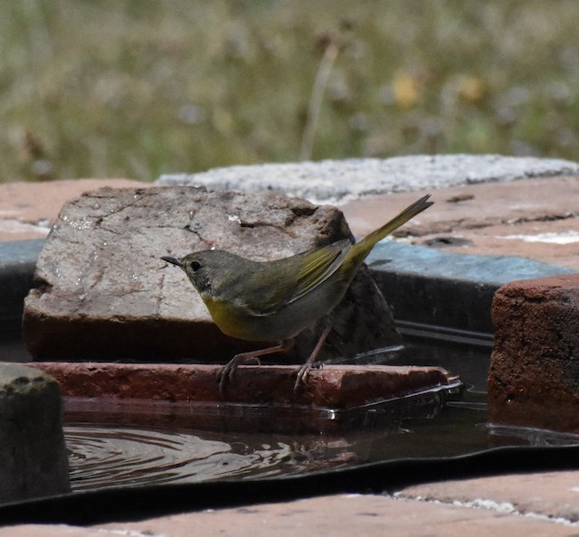 Common Yellowthroat - ML642781450