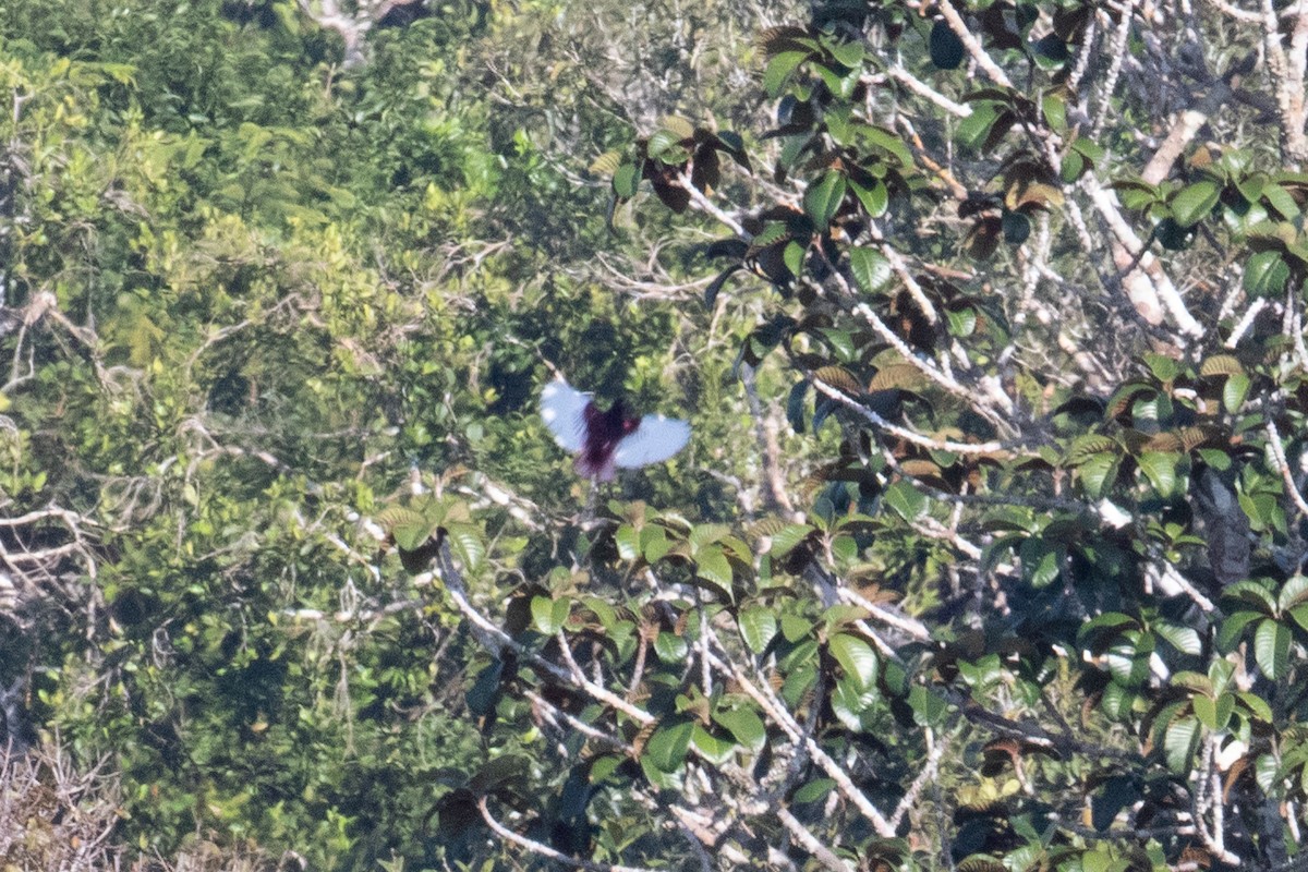 Pompadour Cotinga - ML642781454