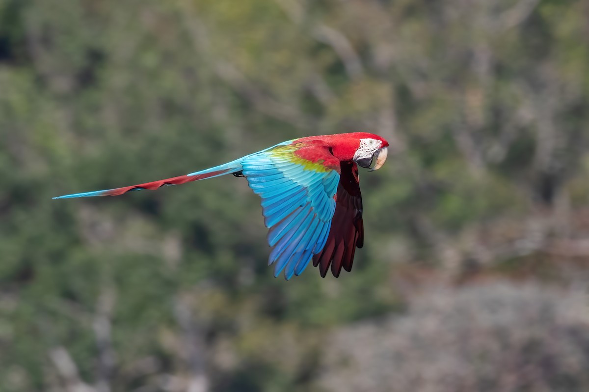 Red-and-green Macaw - ML642781463
