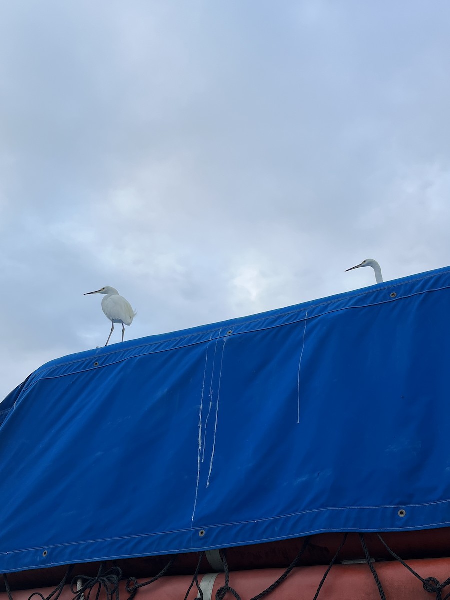 Snowy Egret - ML642781482