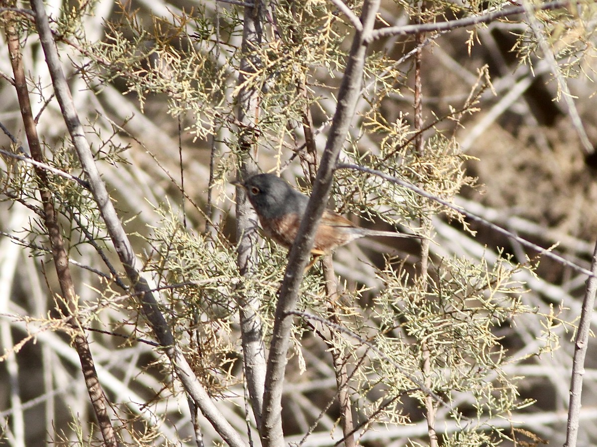Tristram's Warbler - ML642781508