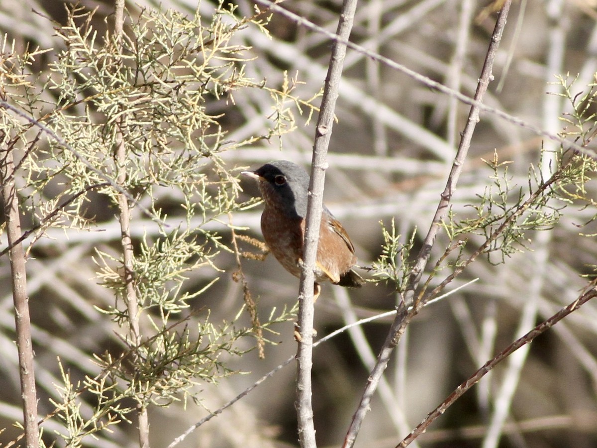 Tristram's Warbler - ML642781509