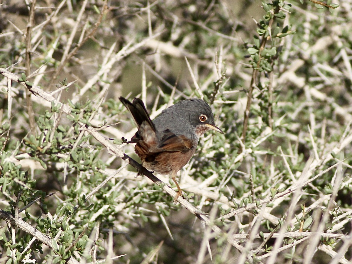 Tristram's Warbler - ML642781510
