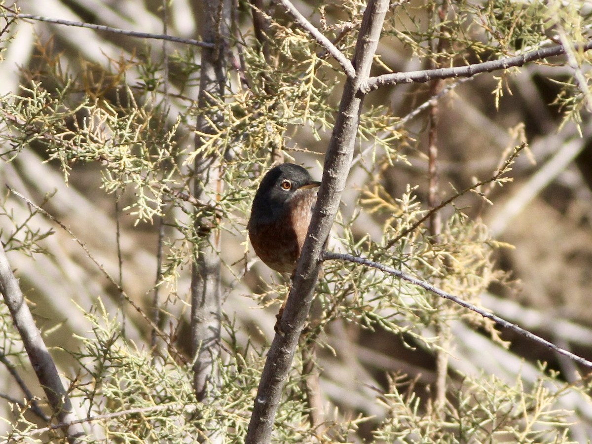 Tristram's Warbler - ML642781511