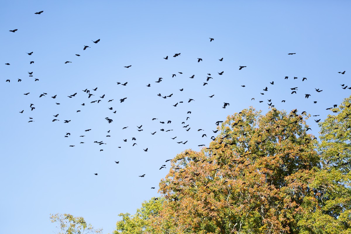 Common Grackle (Bronzed) - ML642781514