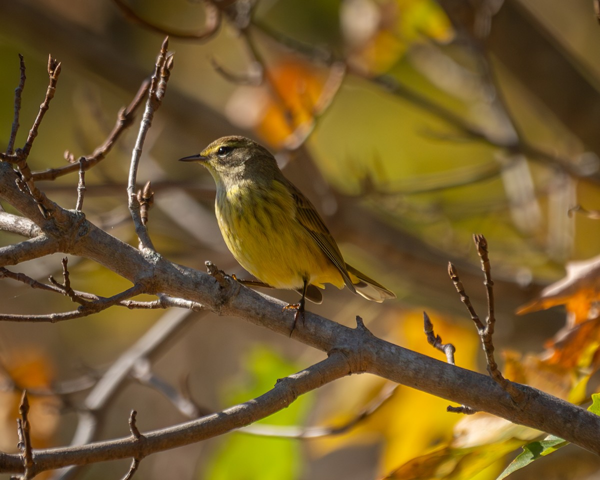 Palm Warbler - ML642781520