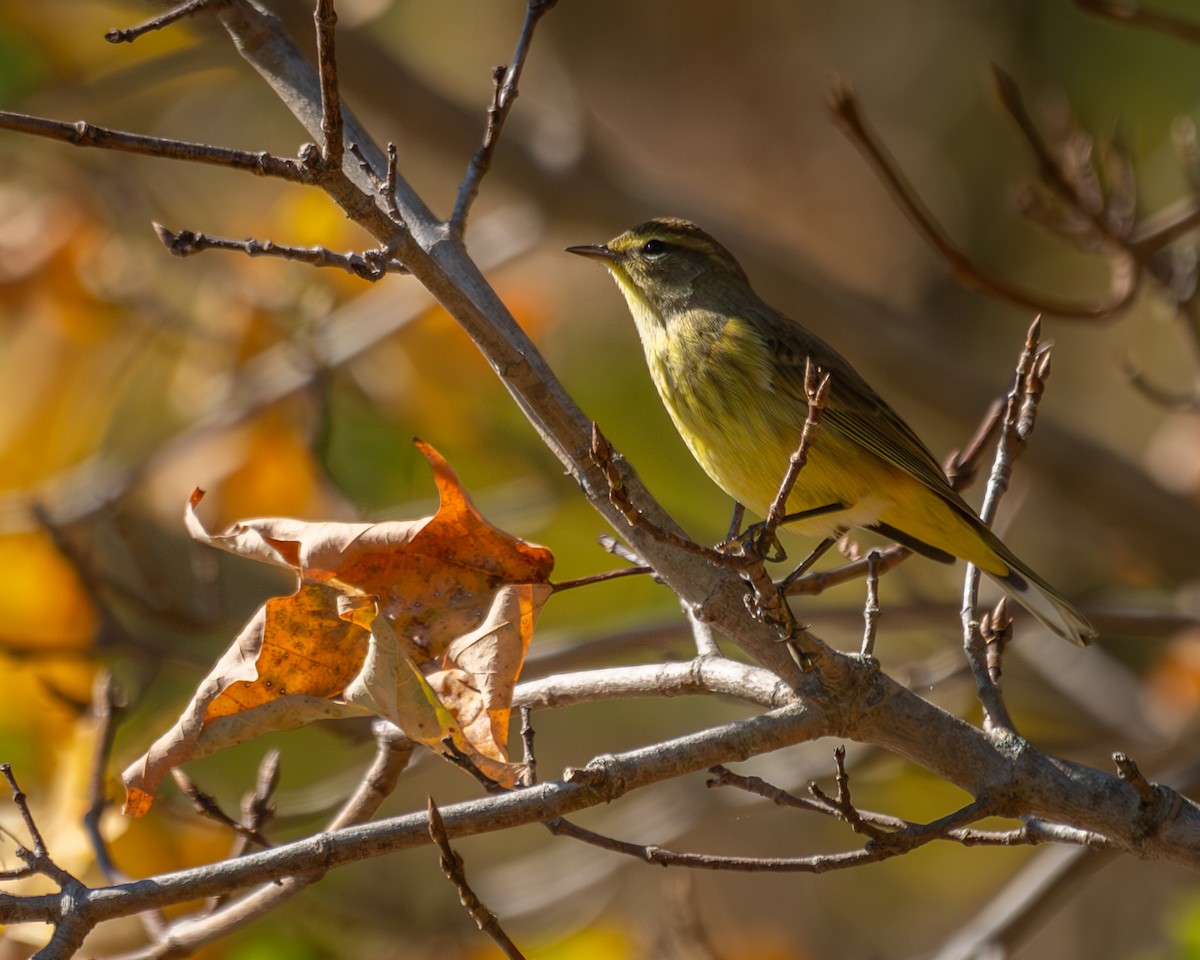 Palm Warbler - ML642781521