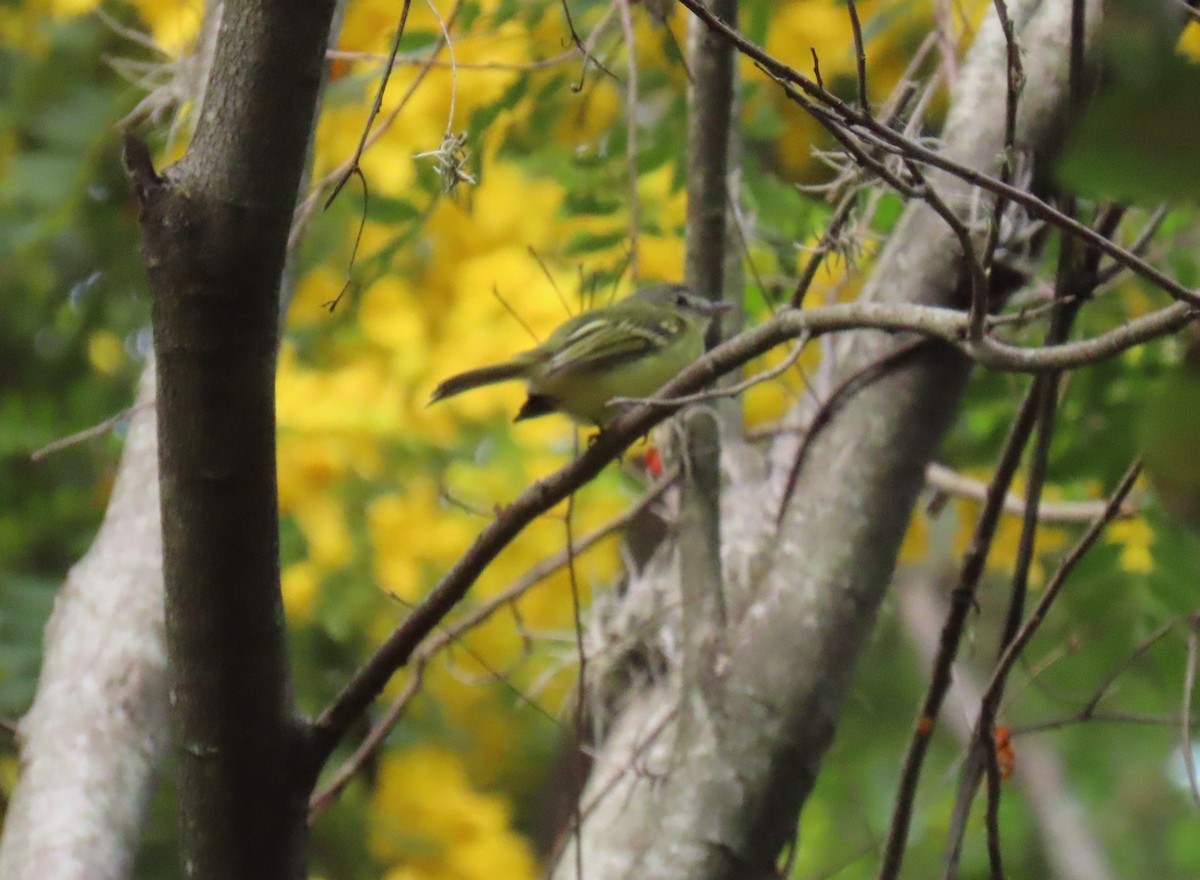Yellow-olive Flatbill - ML642781523