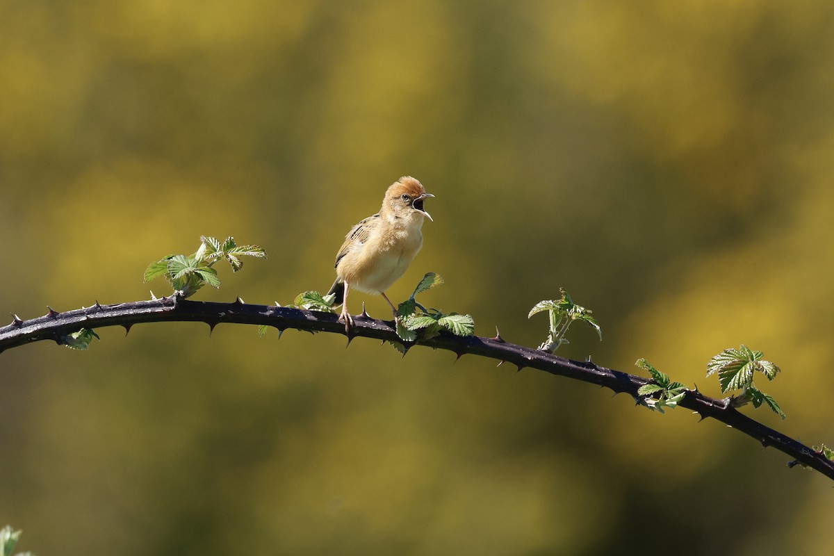 Golden-headed Cisticola - ML642781526