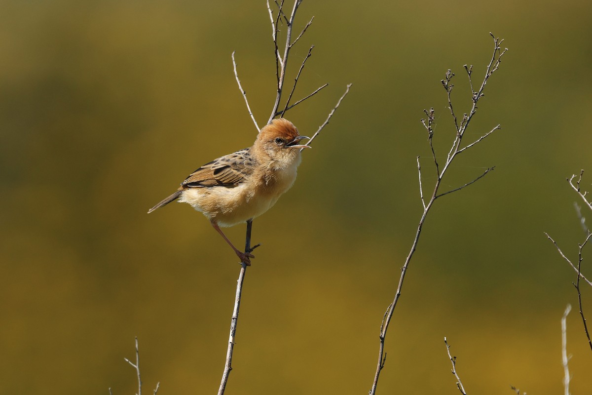 Golden-headed Cisticola - ML642781527
