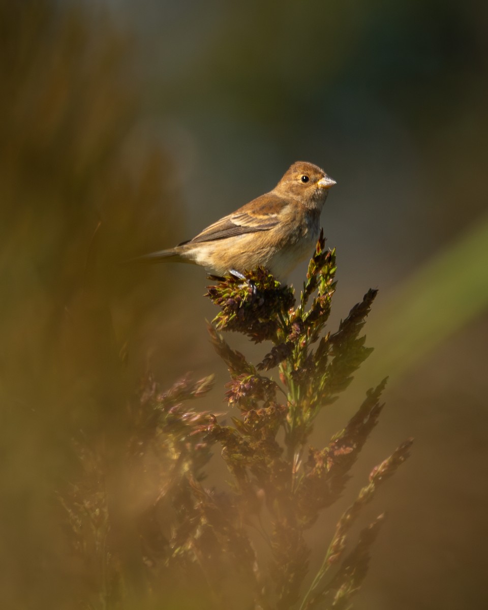 Indigo Bunting - ML642781529