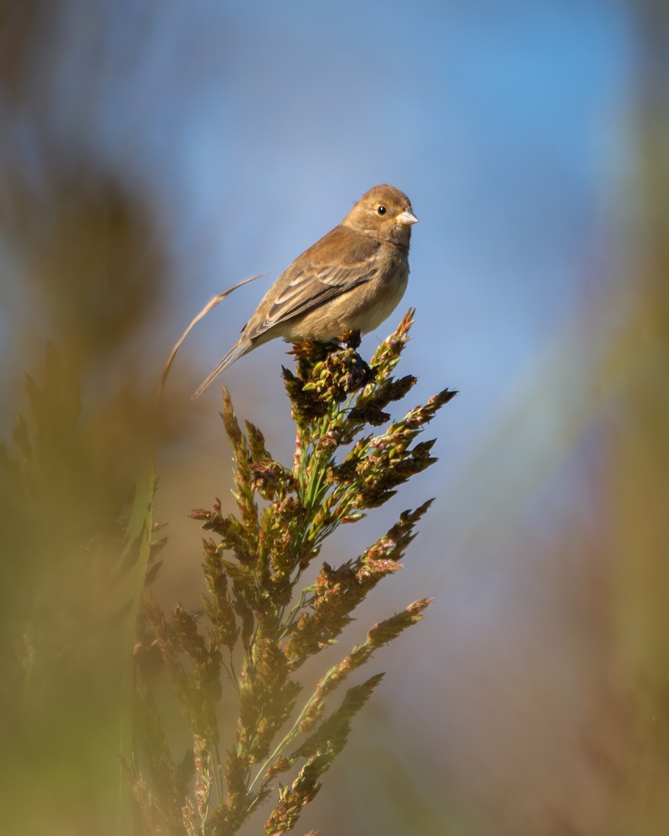 Indigo Bunting - ML642781530