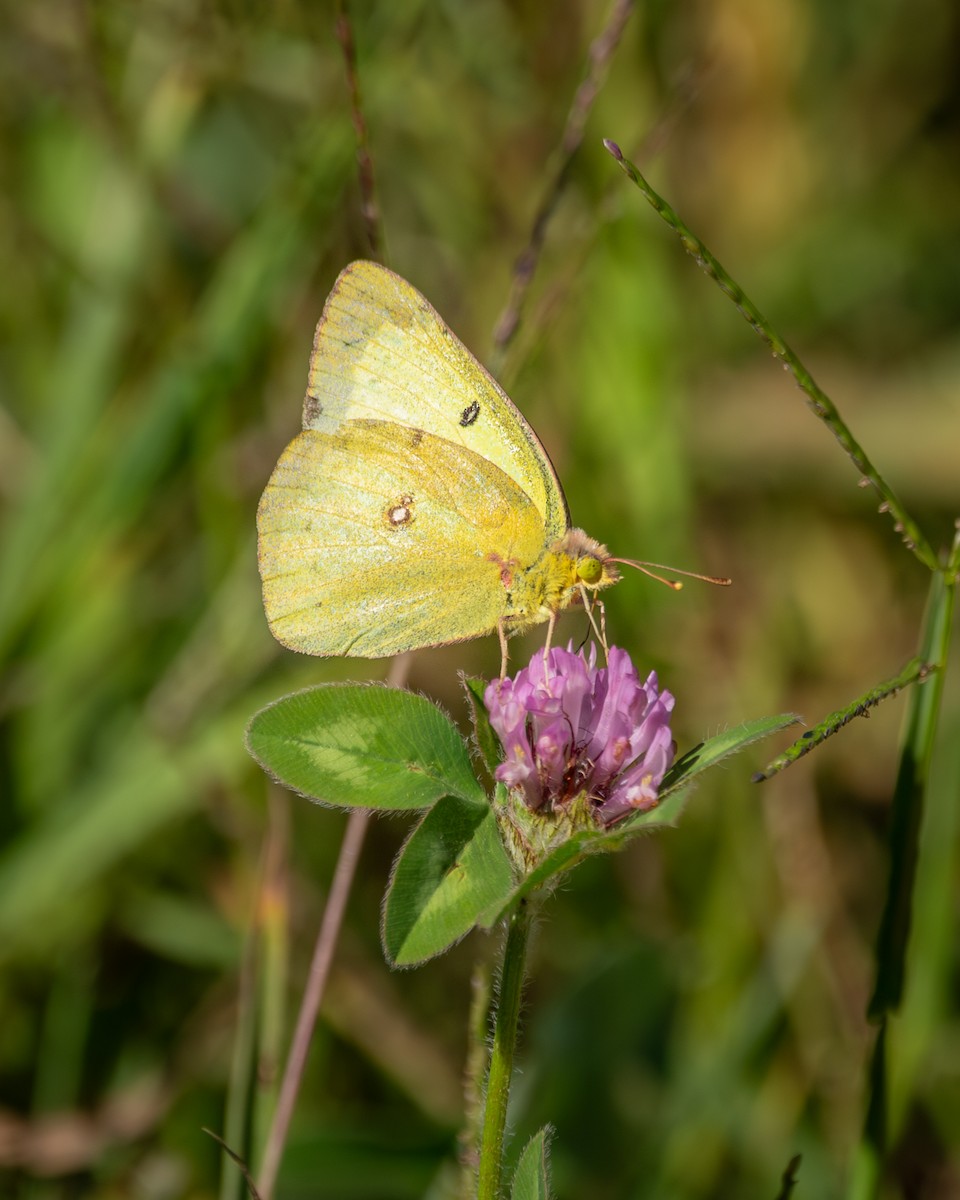 Orange Sulphur - ML642781538