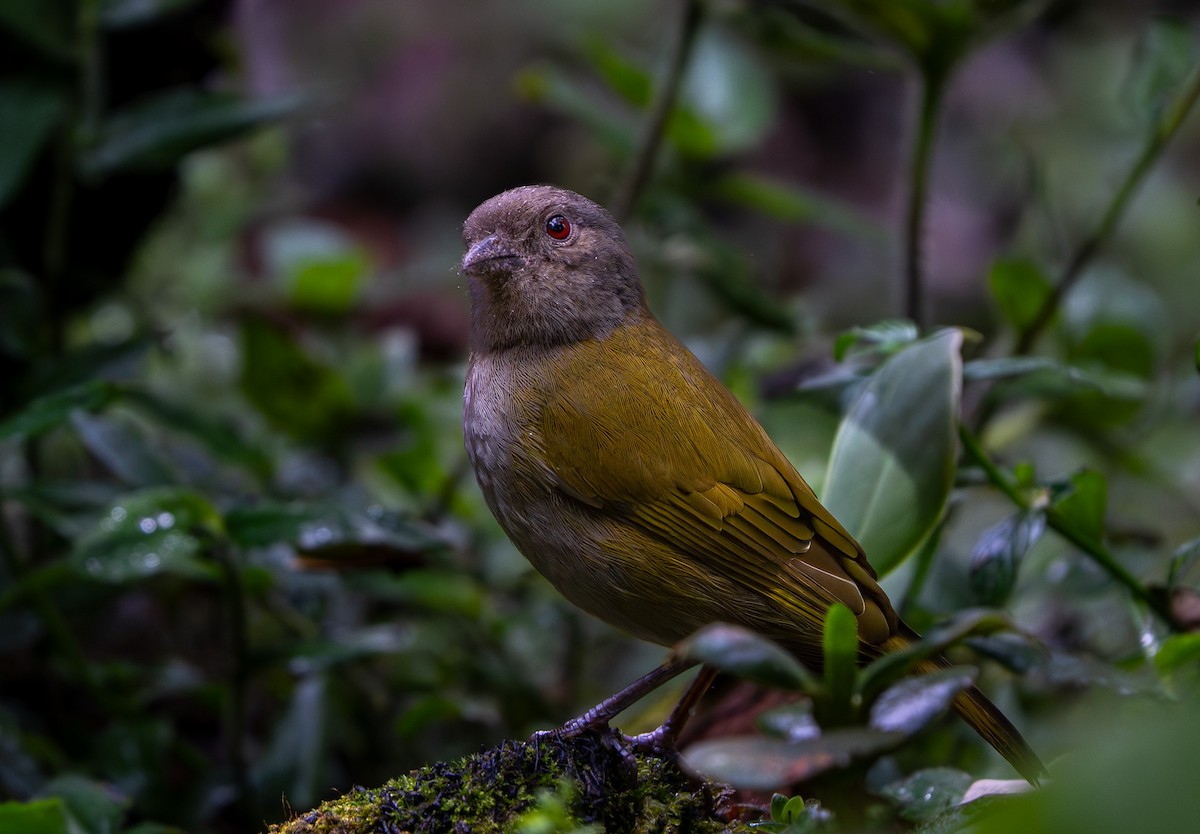 Dusky Chlorospingus - ML642781552