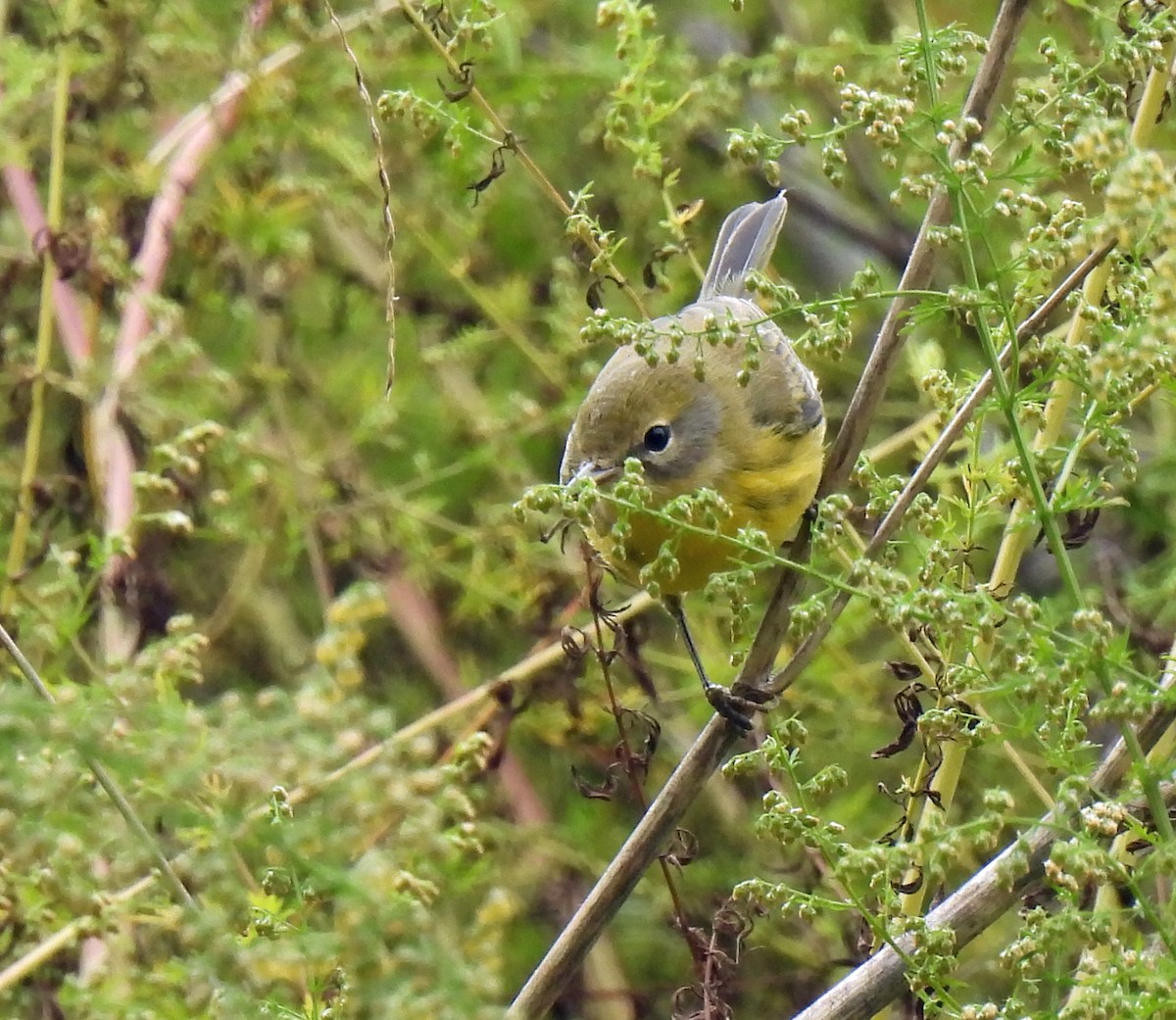 Prairie Warbler - ML642781561
