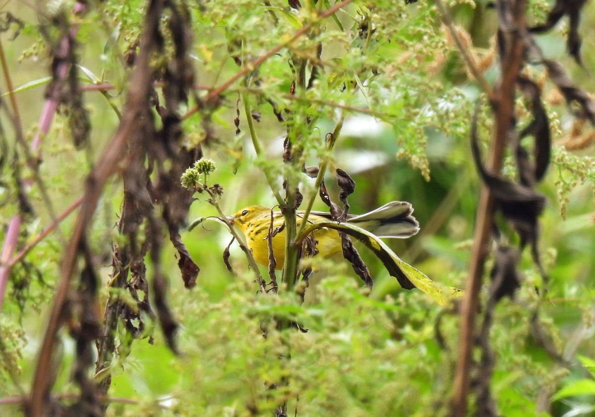 Prairie Warbler - ML642781562