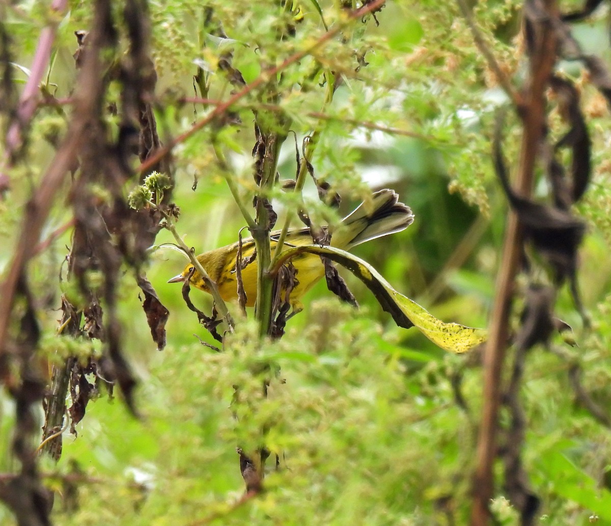 Prairie Warbler - ML642781563