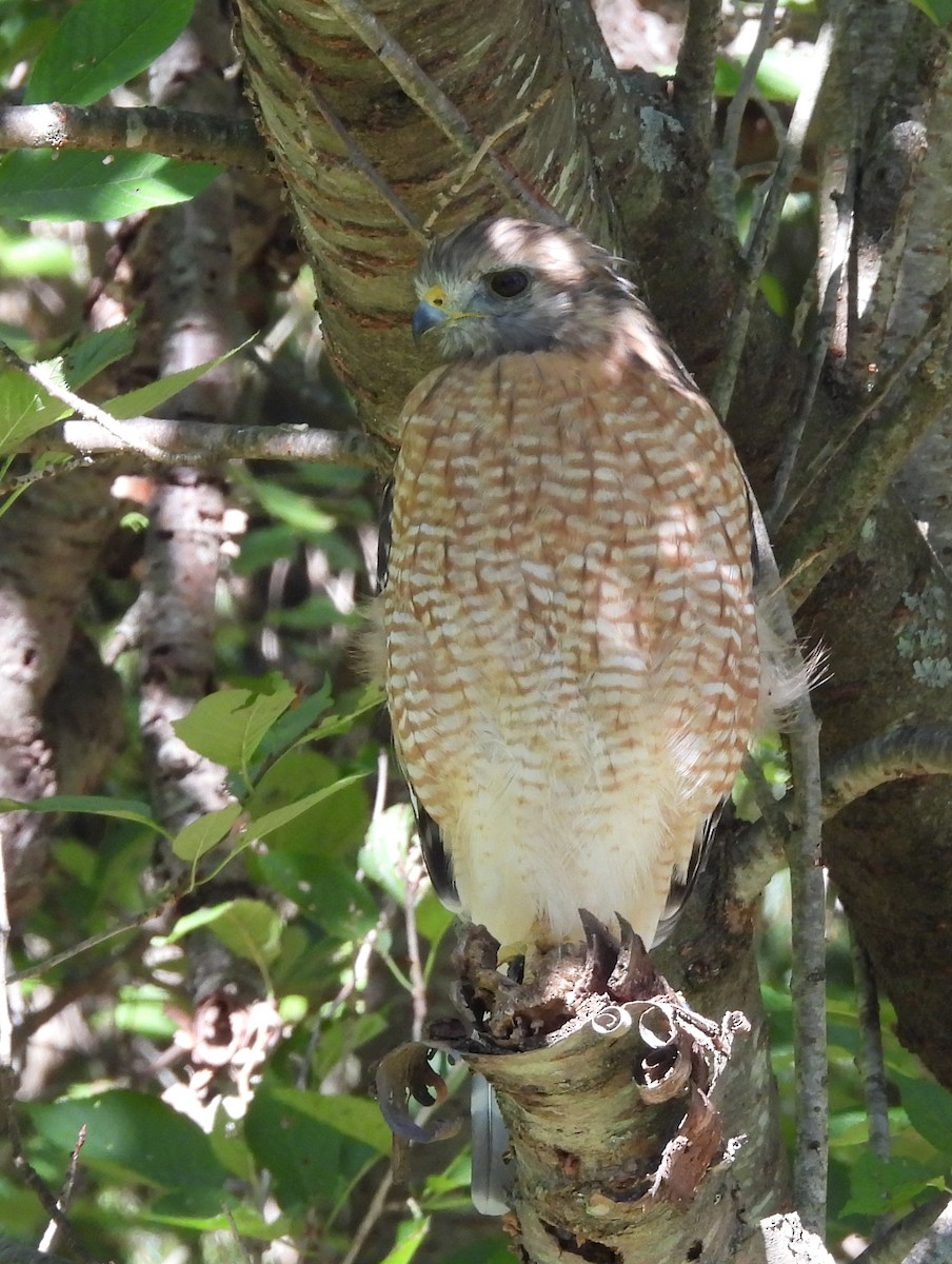 Red-shouldered Hawk - ML642781570
