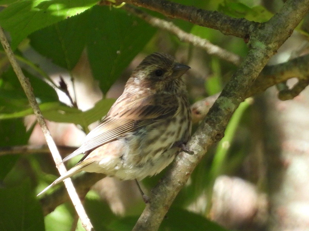 Purple Finch - ML642781576