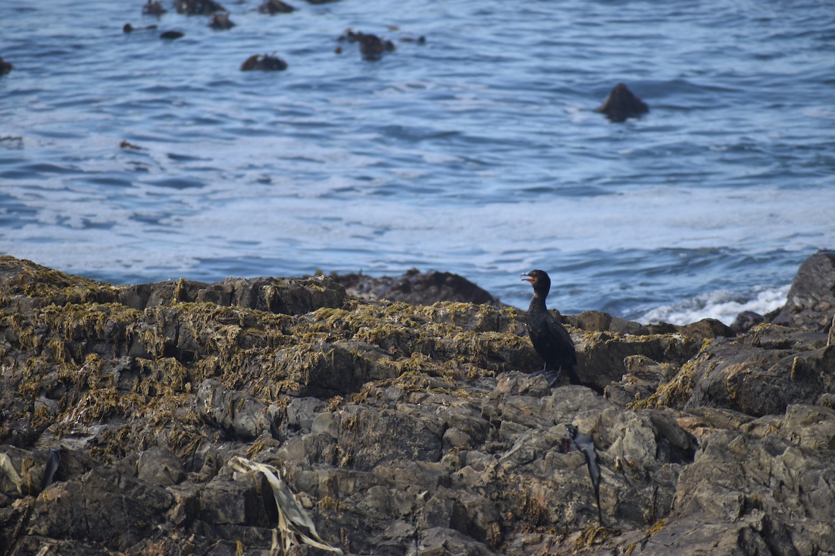 Crowned Cormorant - ML642781581
