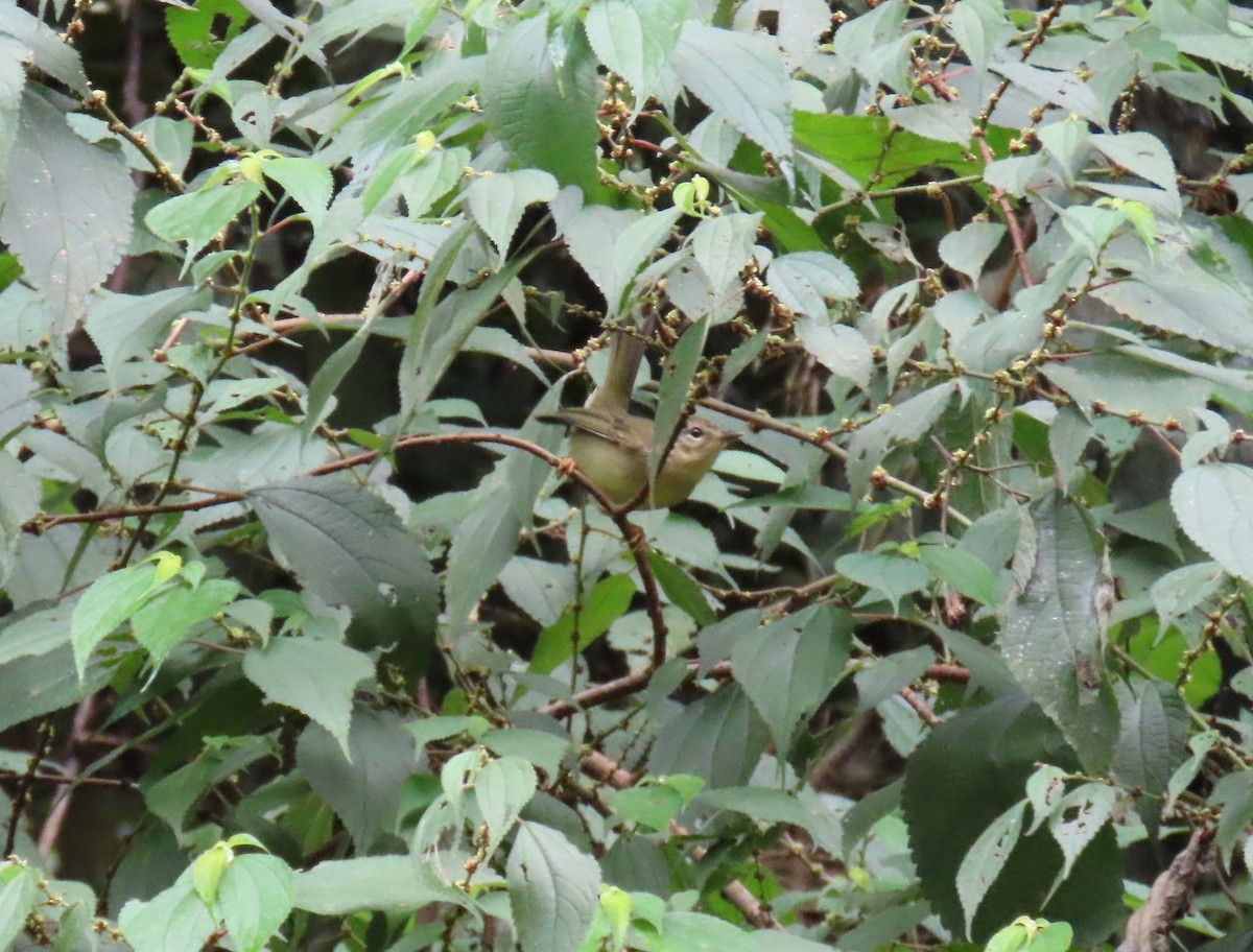 Three-striped Warbler - ML642781586