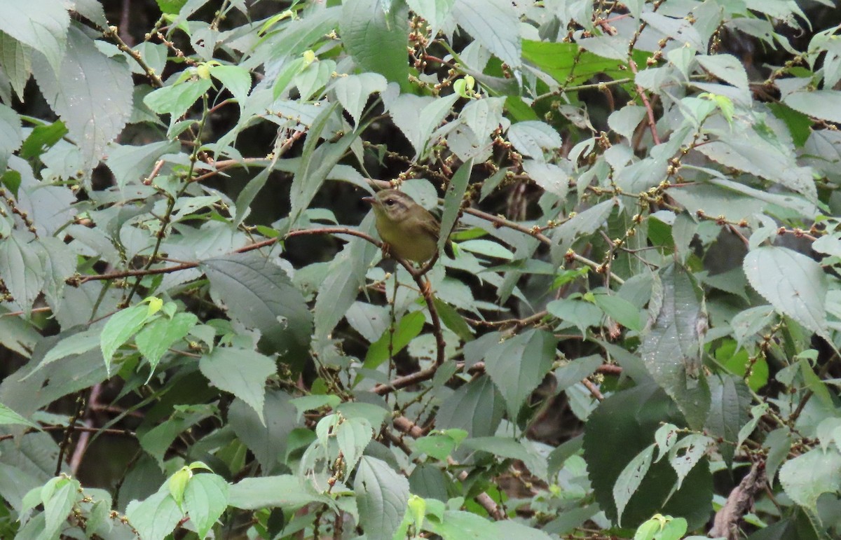 Three-striped Warbler - ML642781587