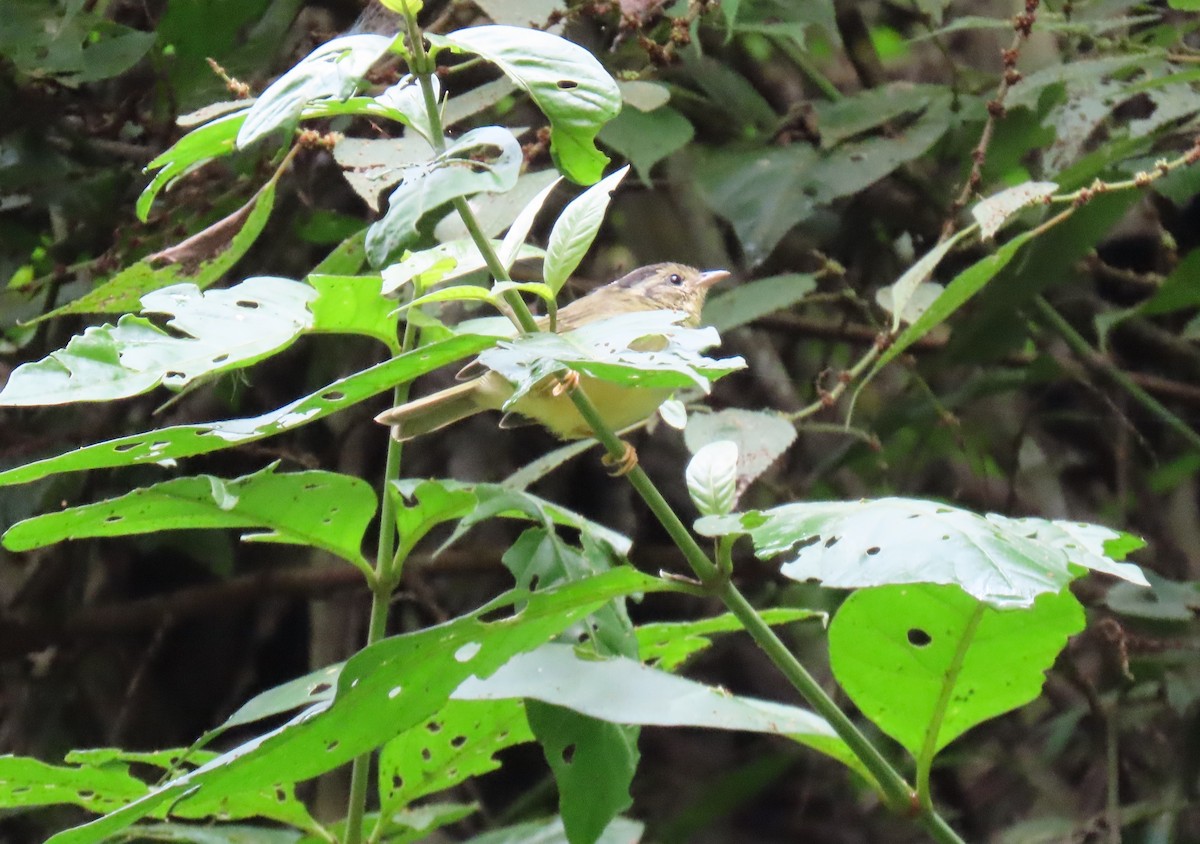 Three-striped Warbler - ML642781588