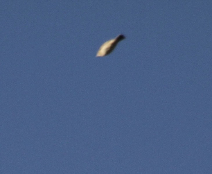 Pipit de Sprague - ML642781601