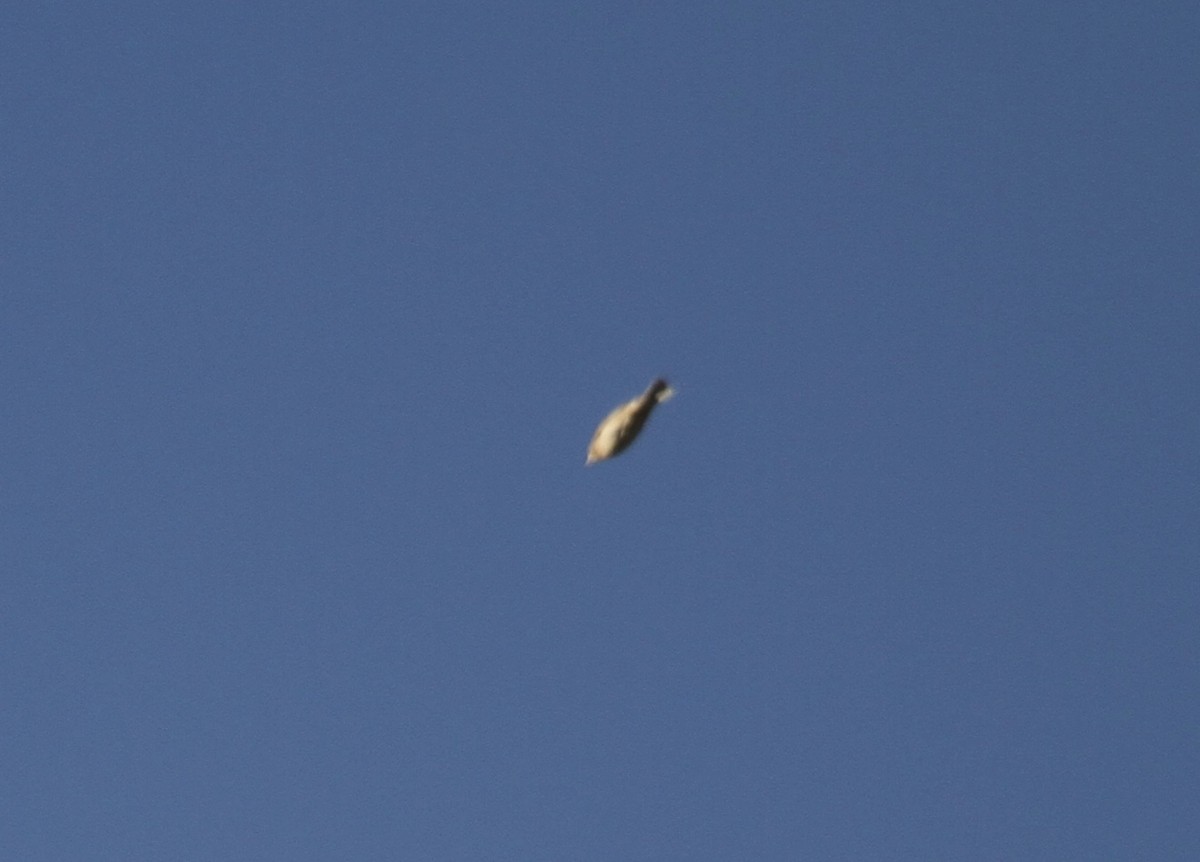 Pipit de Sprague - ML642781602