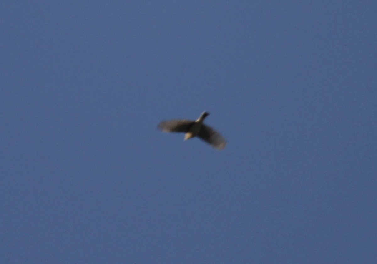 Pipit de Sprague - ML642781603