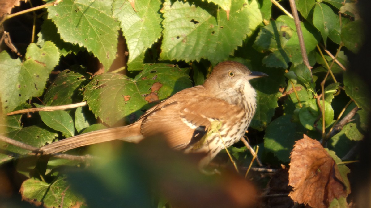 Brown Thrasher - ML642781611