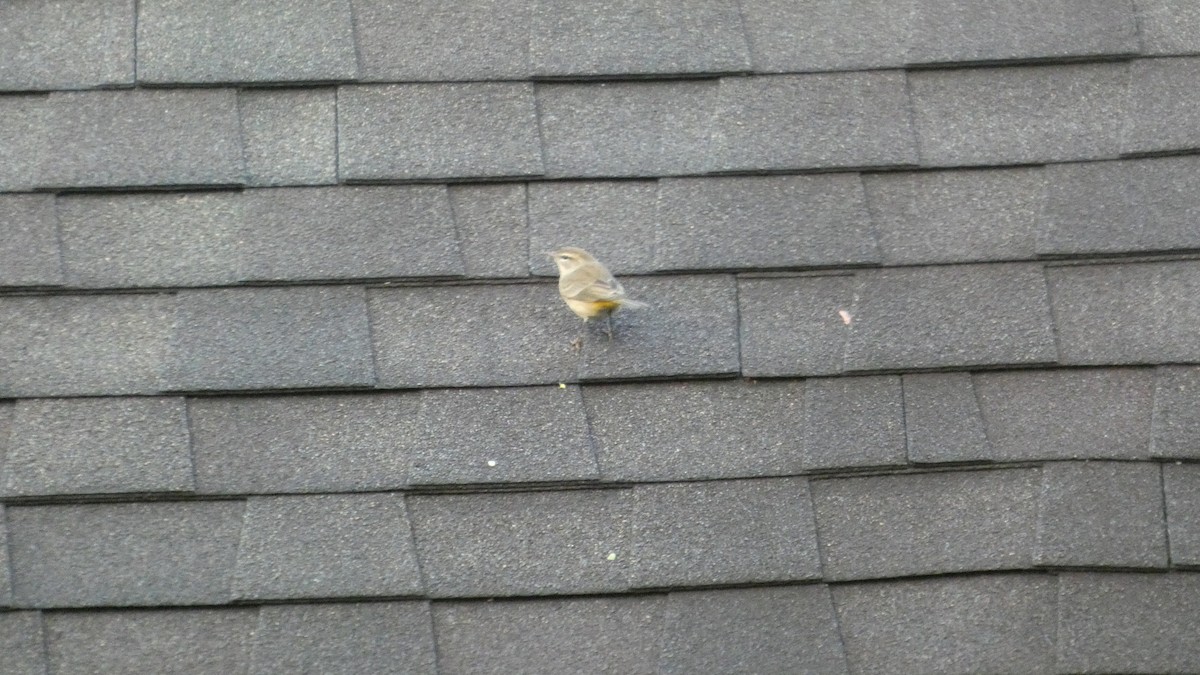 Palm Warbler - ML642781621