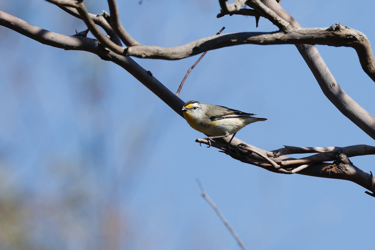 Striated Pardalote (Eastern) - ML642781627