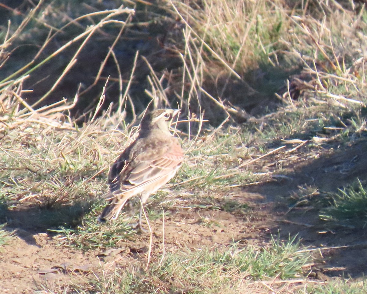 Horned Lark - ML642781631