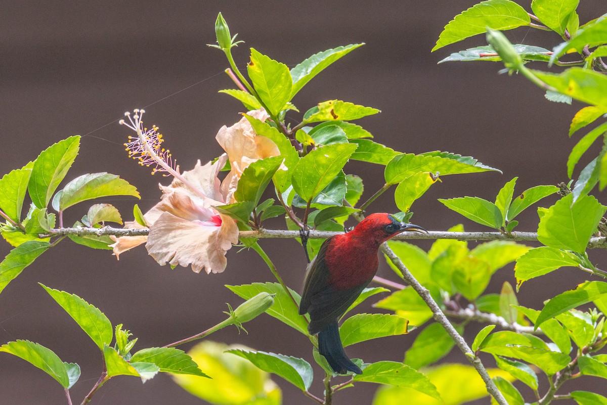 Crimson Sunbird - ML642781636