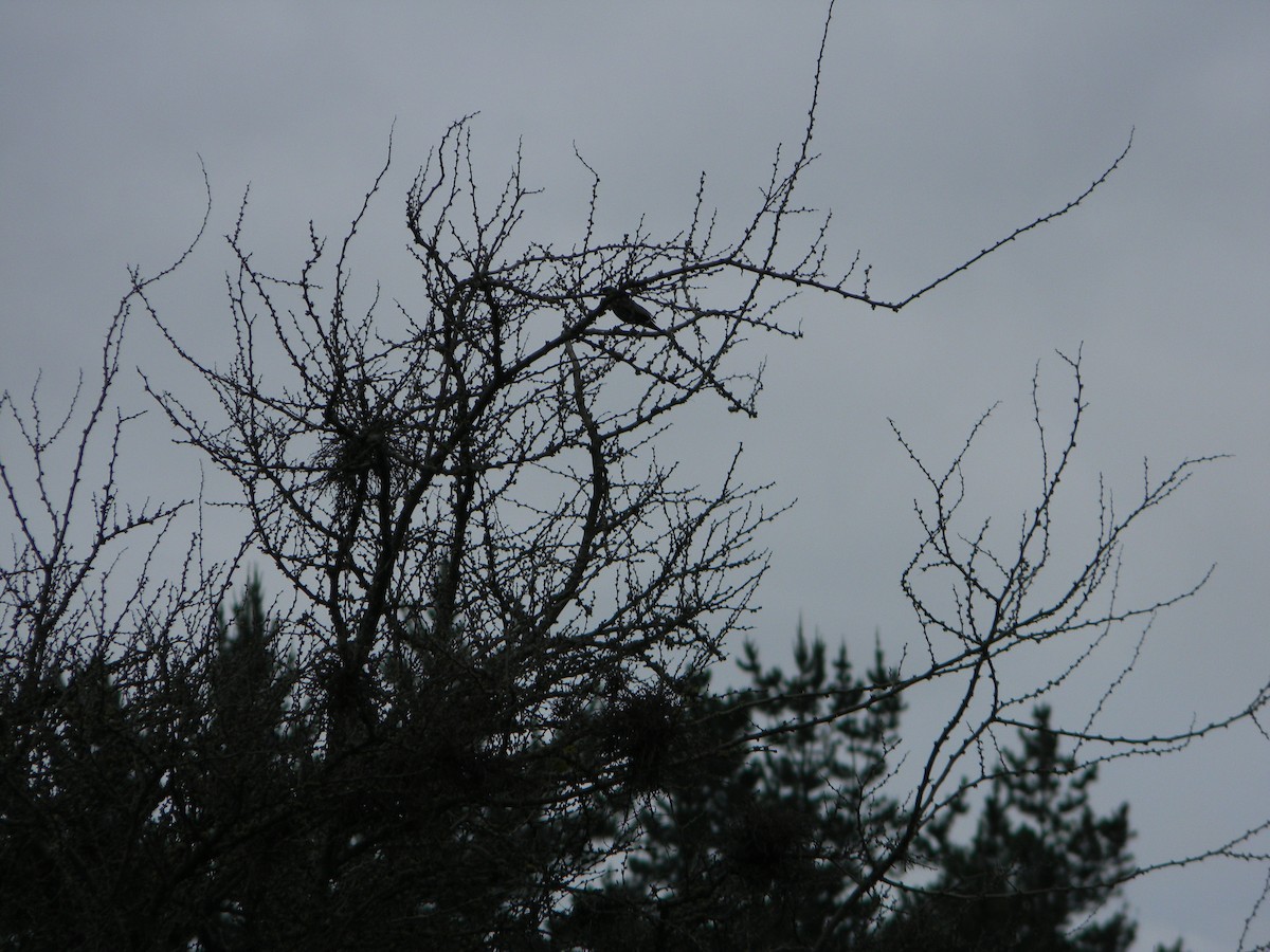 Yellow-winged Blackbird - ML642781648
