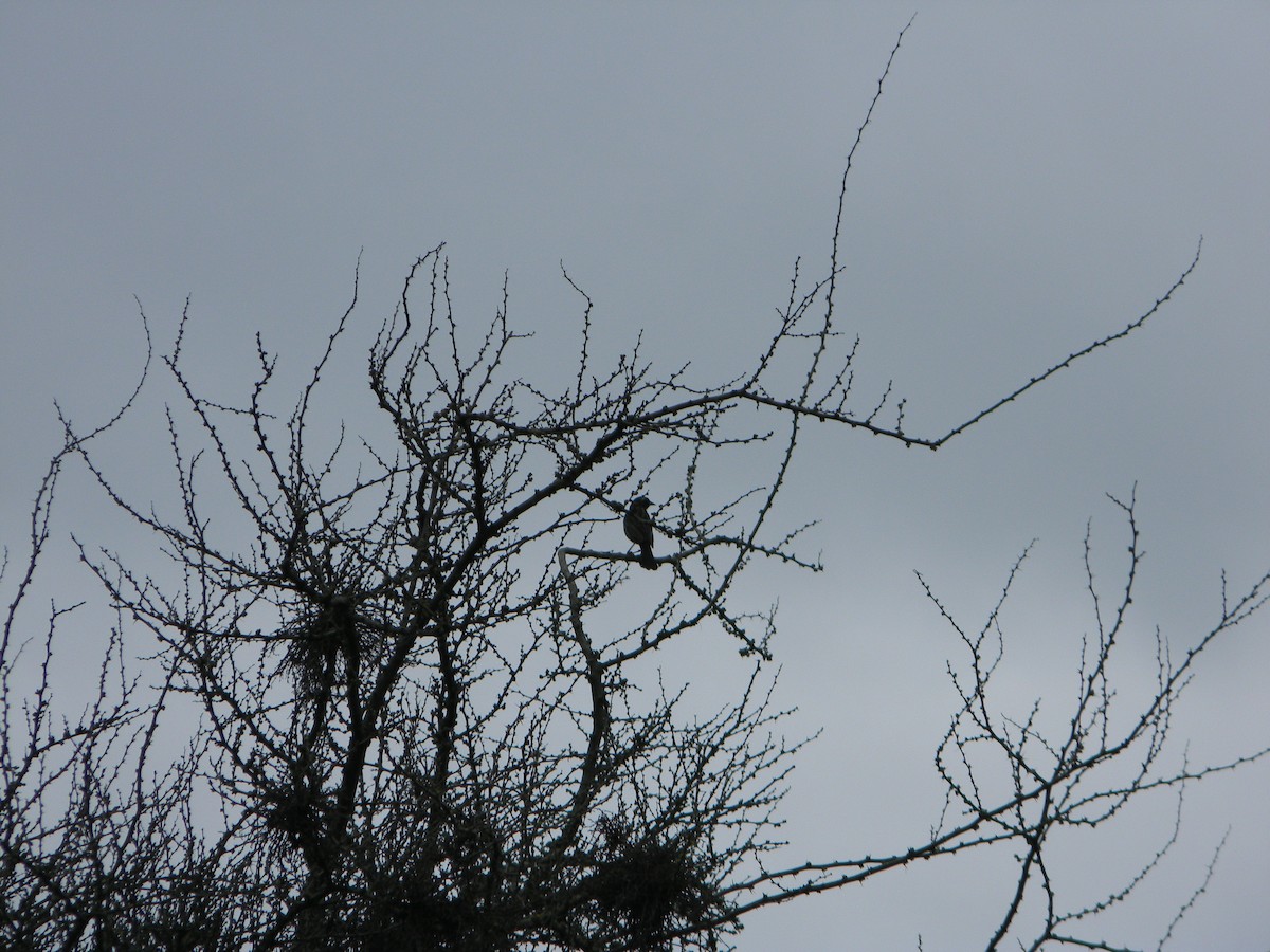 Yellow-winged Blackbird - ML642781649