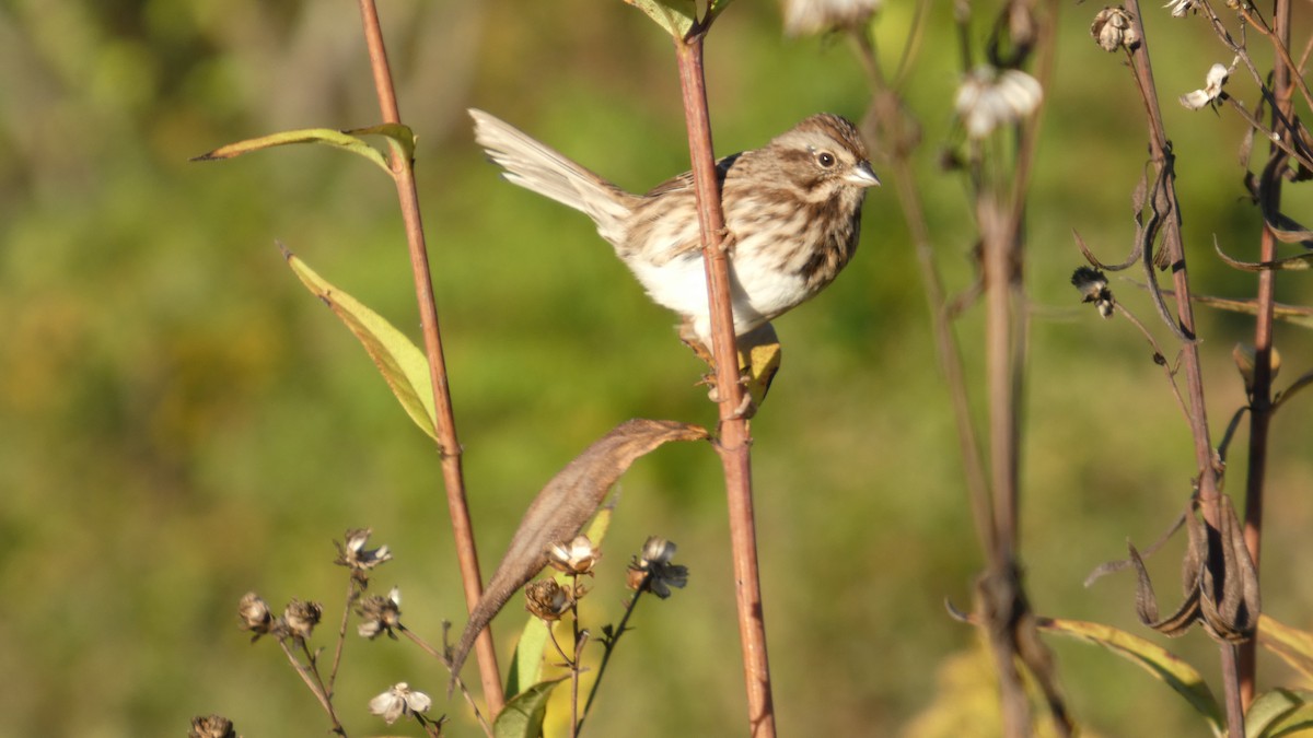 Song Sparrow - ML642781659