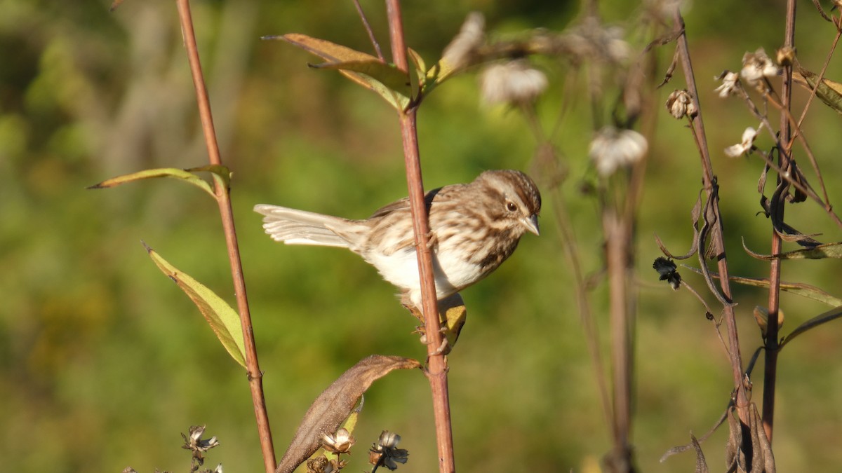 Song Sparrow - ML642781660