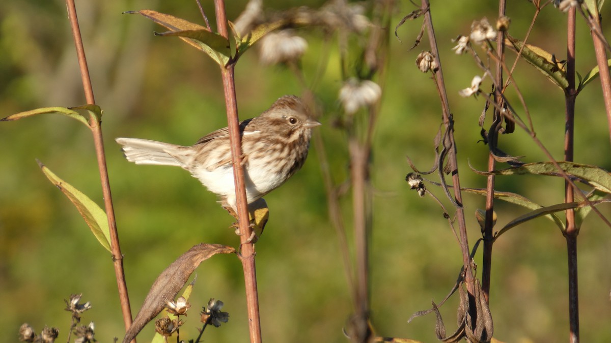 Song Sparrow - ML642781661