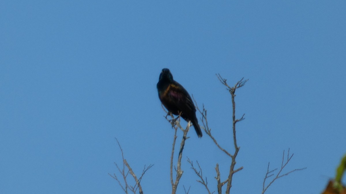 Common Grackle - ML642781678