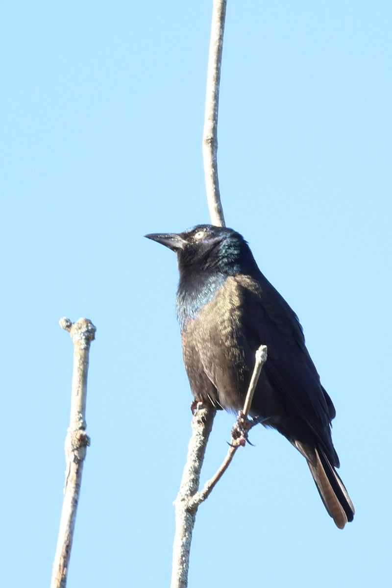 Common Grackle - ML642781684
