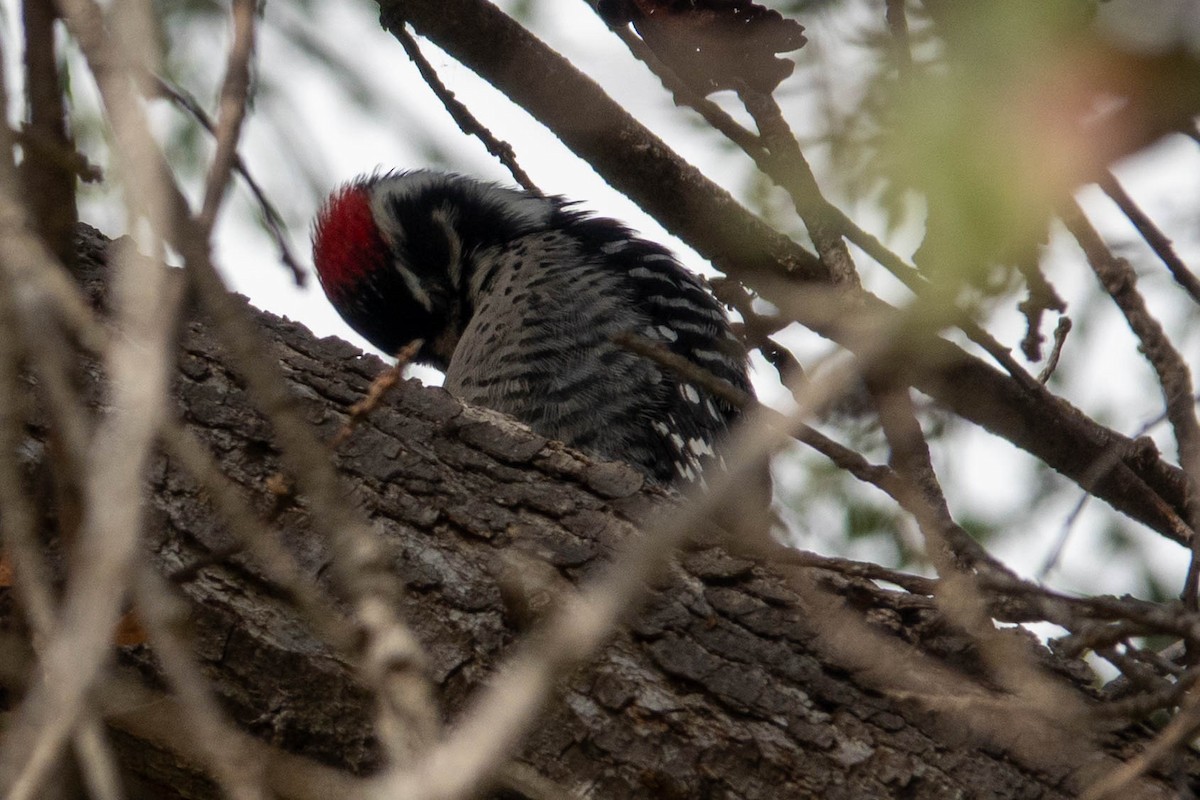 Nuttall's Woodpecker - ML642781685