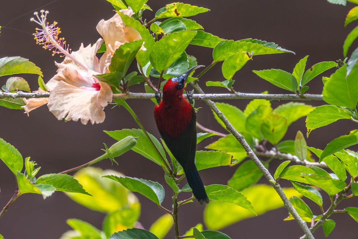 Crimson Sunbird - ML642781687
