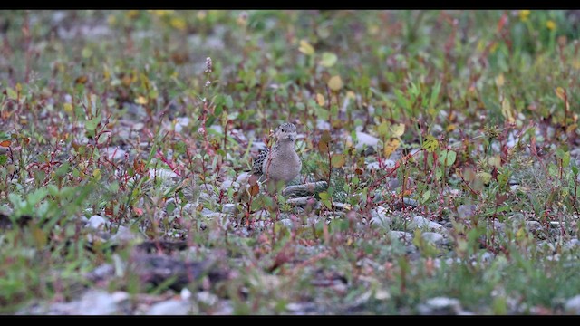 Buff-breasted Sandpiper - ML642781689