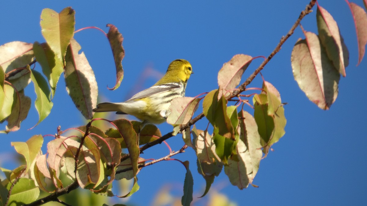 Black-throated Green Warbler - ML642781697