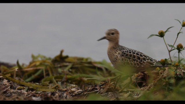 Buff-breasted Sandpiper - ML642781699