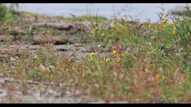 Buff-breasted Sandpiper - ML642781700