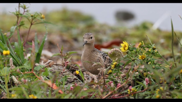 Buff-breasted Sandpiper - ML642781703