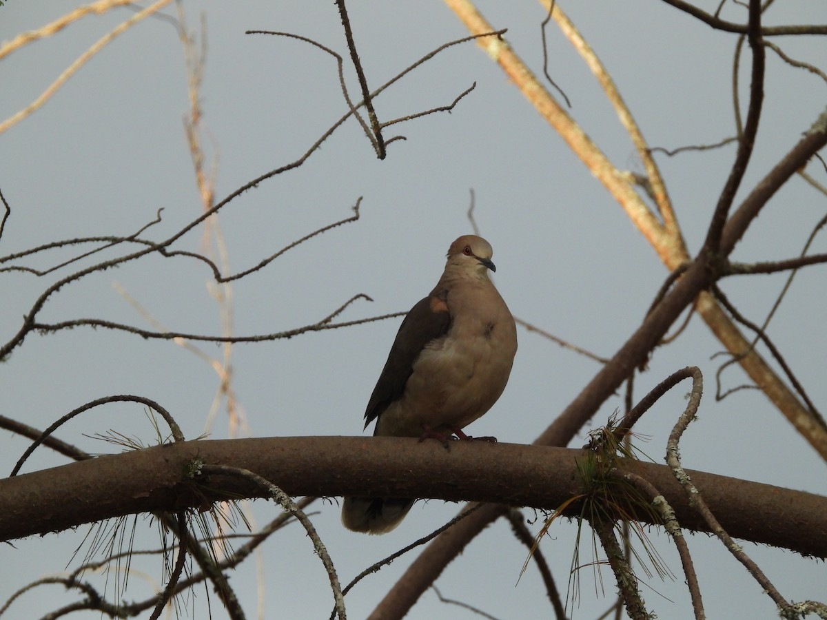 White-tipped Dove - ML642781706